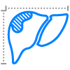 Organ size and condition